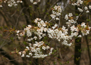 Vogelkirsche (Prunus avium) - © Emanuel Trummer